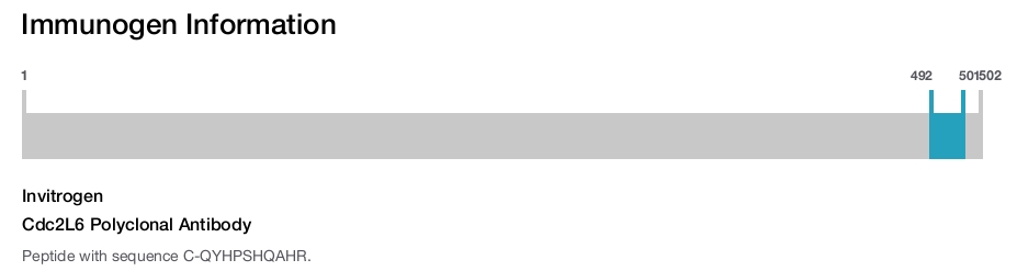 Cdc2L6 Polyclonal Antibody