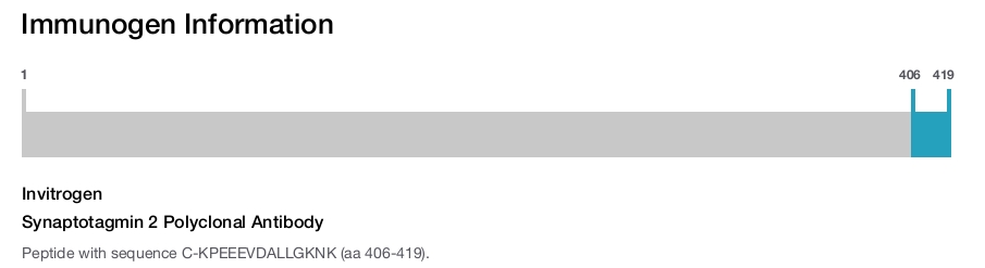 Synaptotagmin 2 Polyclonal Antibody
