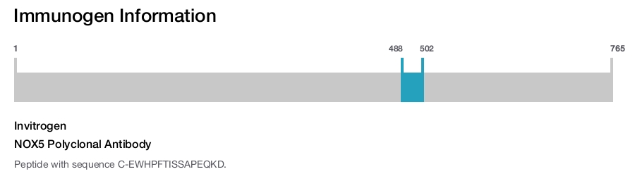 NOX5 Polyclonal Antibody