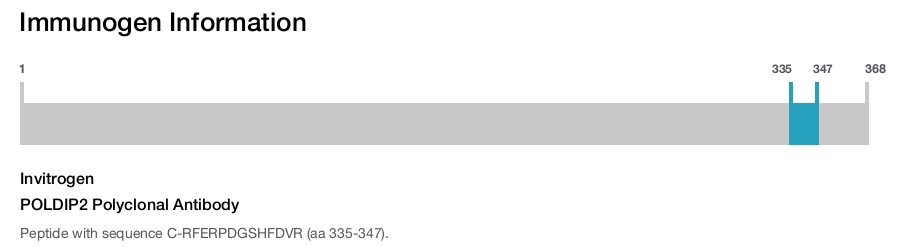 POLDIP2 Polyclonal Antibody