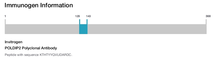 POLDIP2 Polyclonal Antibody