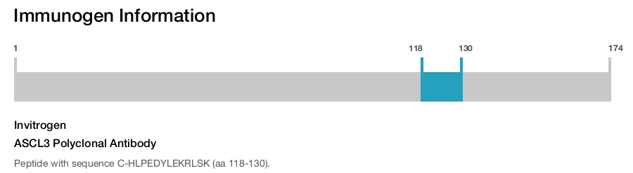 ASCL3 Polyclonal Antibody