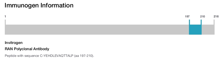 RAN Polyclonal Antibody