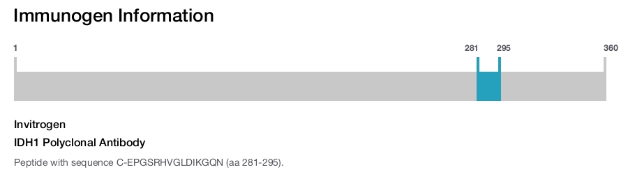 IDH1 Polyclonal Antibody