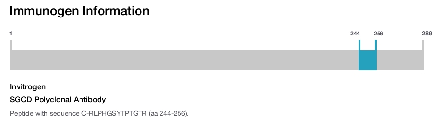 SGCD Polyclonal Antibody