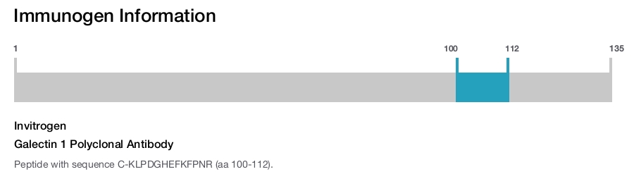 Galectin 1 Polyclonal Antibody