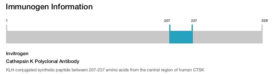 Cathepsin K Polyclonal Antibody
