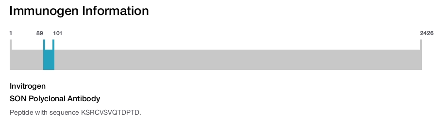 SON Polyclonal Antibody