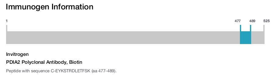 PDIA2 Polyclonal Antibody, Biotin