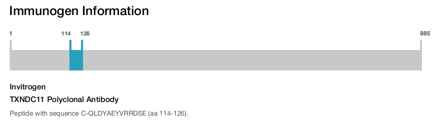 TXNDC11 Polyclonal Antibody