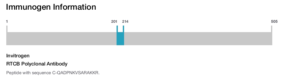 RTCB Polyclonal Antibody