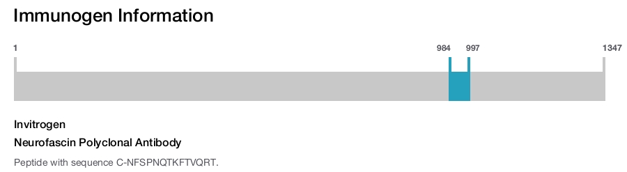 Neurofascin Polyclonal Antibody
