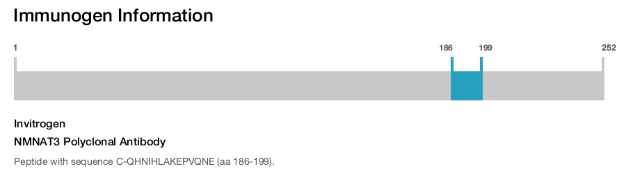 NMNAT3 Polyclonal Antibody