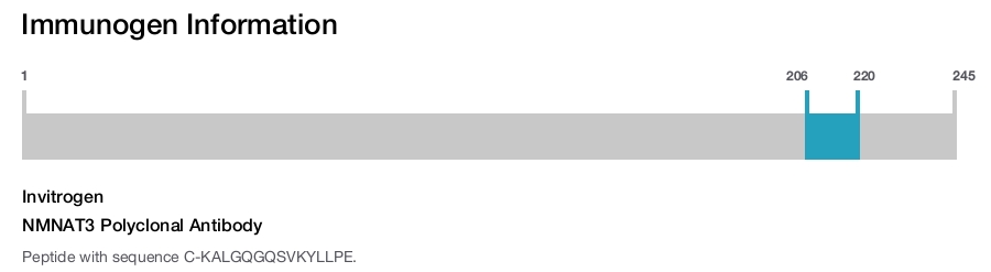 NMNAT3 Polyclonal Antibody