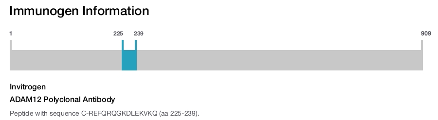 ADAM12 Polyclonal Antibody