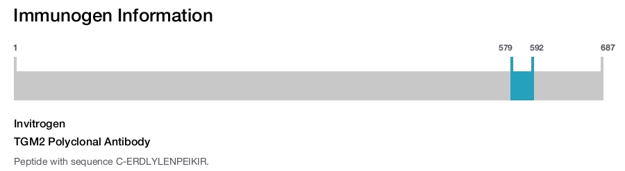 TGM2 Polyclonal Antibody