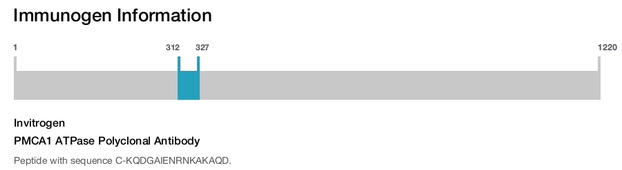 PMCA1 ATPase Polyclonal Antibody