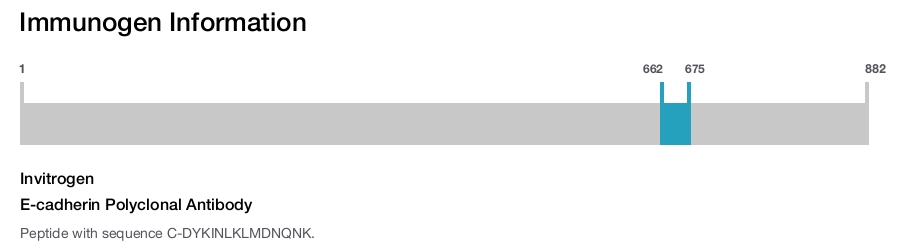 E-cadherin Polyclonal Antibody