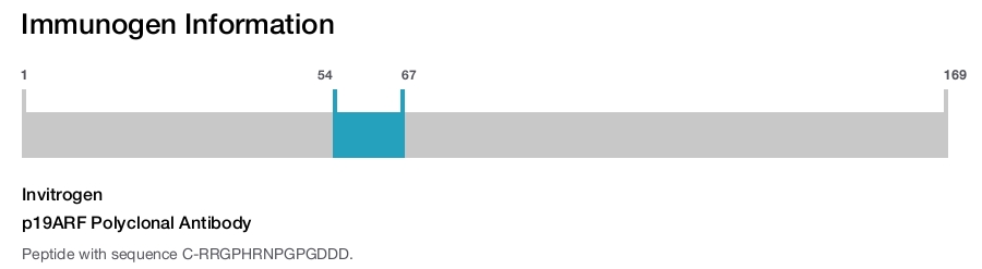 p19ARF Polyclonal Antibody