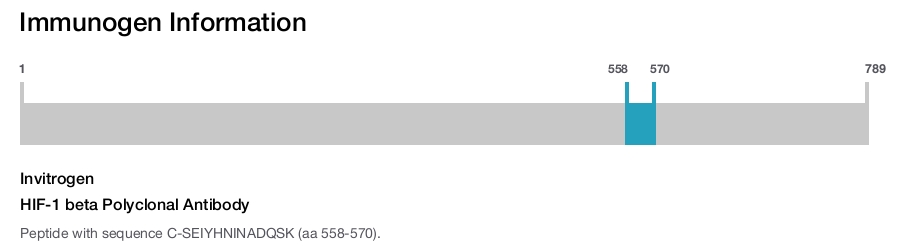 HIF-1 beta Polyclonal Antibody