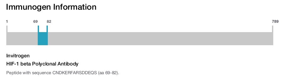 HIF-1 beta Polyclonal Antibody