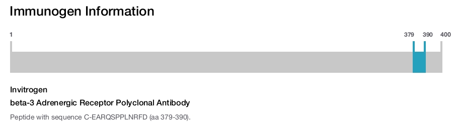 beta-3 Adrenergic Receptor Polyclonal Antibody