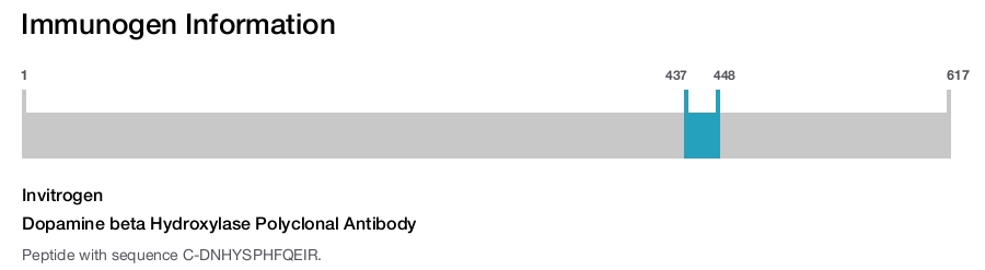 Dopamine beta Hydroxylase Polyclonal Antibody
