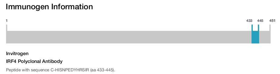 IRF4 Polyclonal Antibody