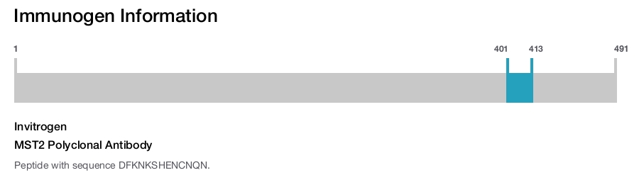 MST2 Polyclonal Antibody
