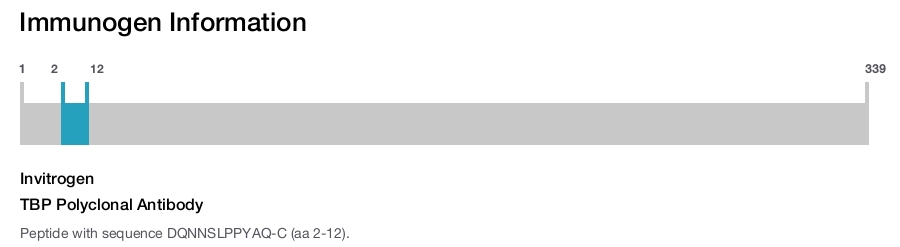 TBP Polyclonal Antibody