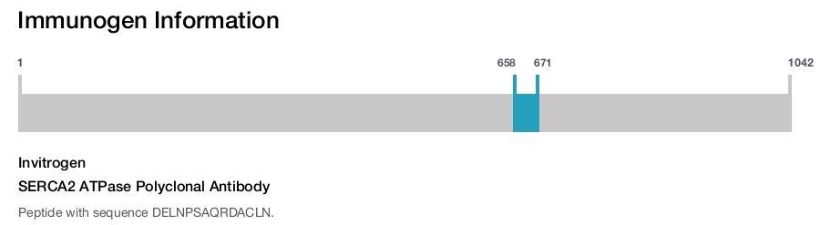SERCA2 ATPase Polyclonal Antibody