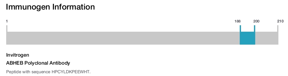 ABHEB Polyclonal Antibody