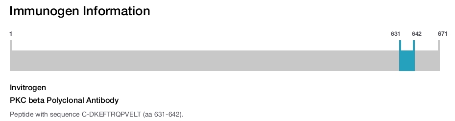 PKC beta Polyclonal Antibody