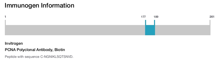 PCNA Polyclonal Antibody, Biotin