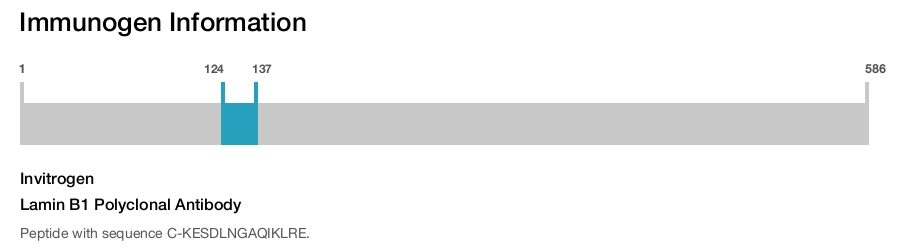 Lamin B1 Polyclonal Antibody