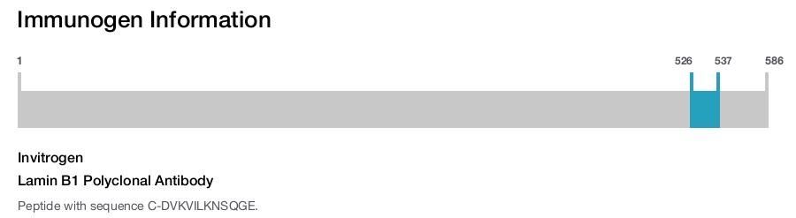 Lamin B1 Polyclonal Antibody