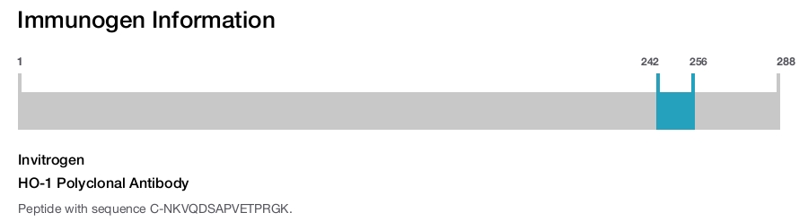 HO-1 Polyclonal Antibody