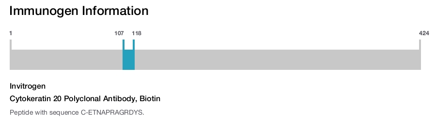 Cytokeratin 20 Polyclonal Antibody, Biotin