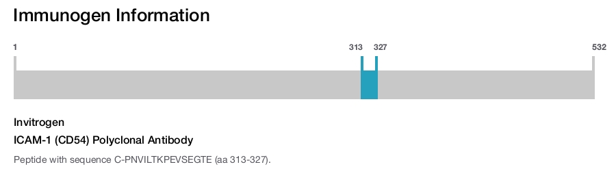 ICAM-1 (CD54) Polyclonal Antibody