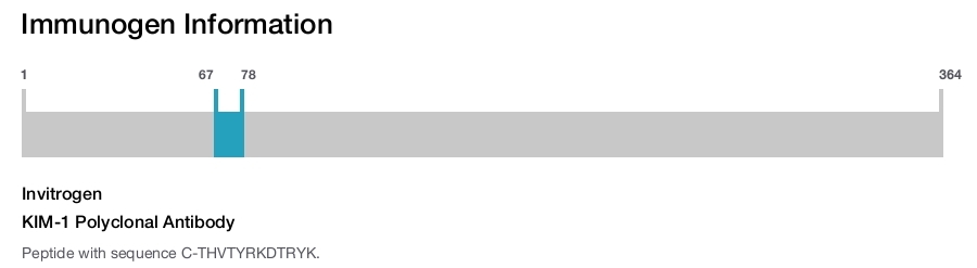 KIM-1 Polyclonal Antibody