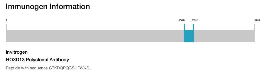 HOXD13 Polyclonal Antibody