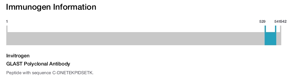 GLAST Polyclonal Antibody