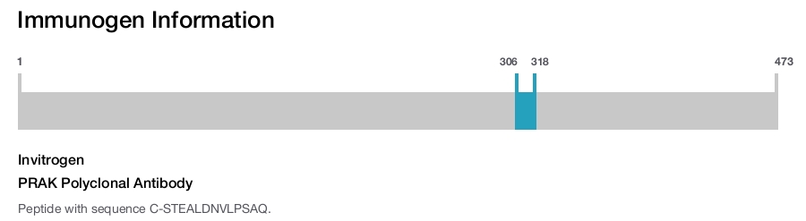 PRAK Polyclonal Antibody