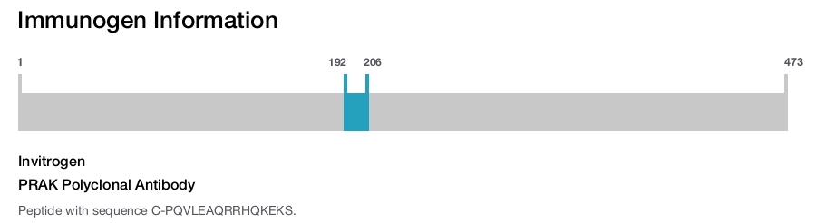 PRAK Polyclonal Antibody