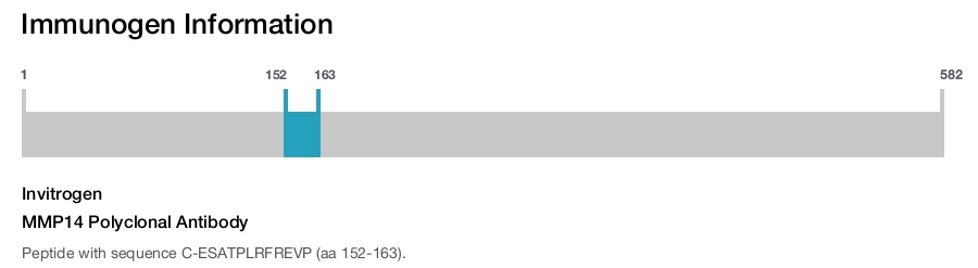 MMP14 Polyclonal Antibody