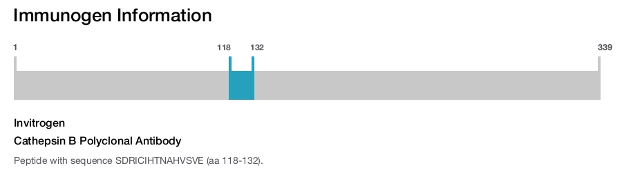 Cathepsin B Polyclonal Antibody