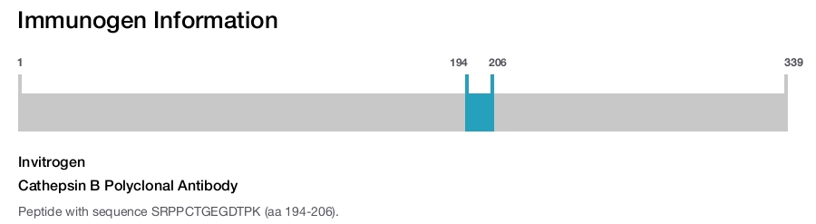 Cathepsin B Polyclonal Antibody