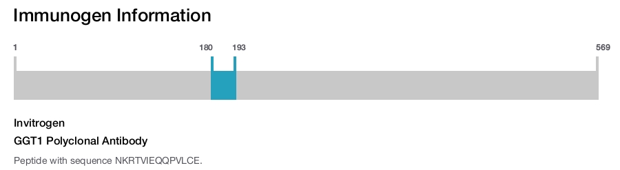 GGT1 Polyclonal Antibody