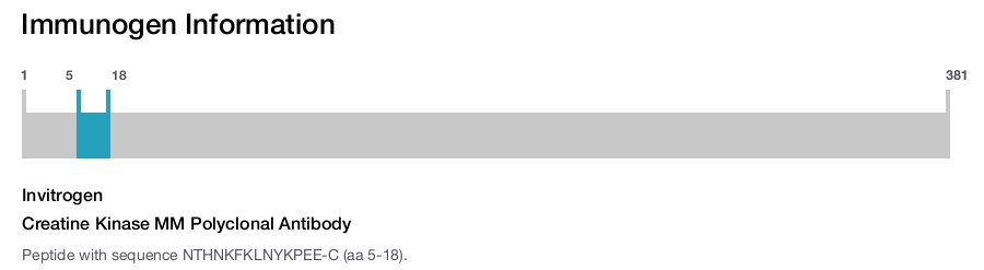Creatine Kinase MM Polyclonal Antibody