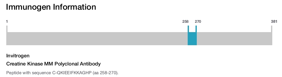 Creatine Kinase MM Polyclonal Antibody